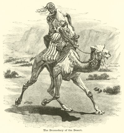 The Dromedary of the Desert av English School