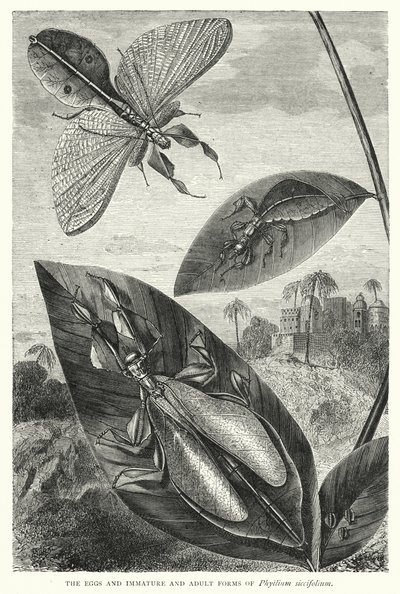 Ägg och omogna och vuxna former av Phyllium siccifolium (gravyr) av English School