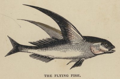 The Flying Fish (färgad gravyr) av English School