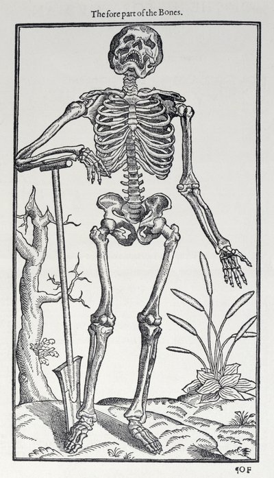 The Fore Part of the Bones, plåt från The Historie of Man publicerad av John Banister (1540-1610), 1578 av English School