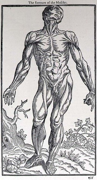 The Forepart of the Muscles, tallrik från 