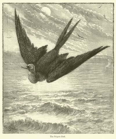 Fregattfågeln (gravyr) av English School