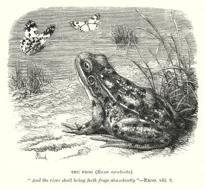 Grodan (Rona Esculenta) (gravyr) av English School