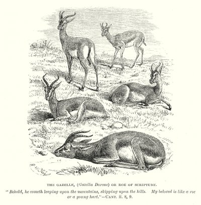 Gasellen (Gazella Dorcas) eller Skriftens rådjur (gravyr) av English School