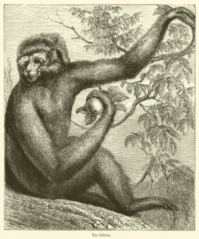 Gibbon (gravyr) av English School