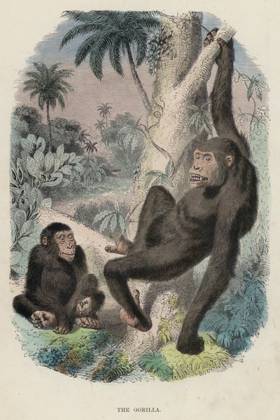 Gorillan (färgad gravyr) av English School
