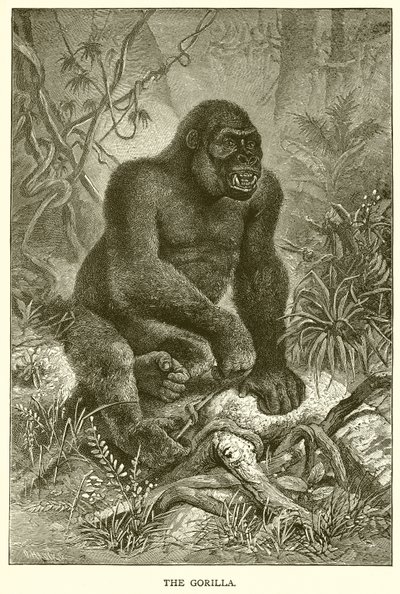 Gorillan av English School