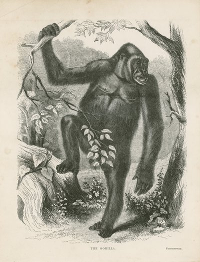 The Gorilla, frontispice för Explorations and Adventures in Ekvatorialafrika av Paul B du Chaillu av English School