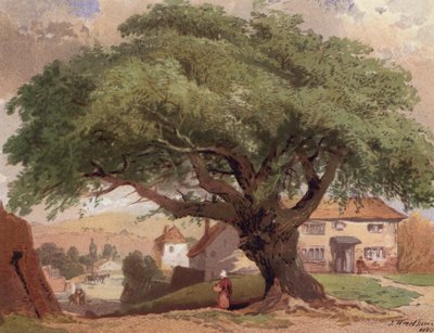 The Great Ash, scen i Surrey (färg litho) av English School