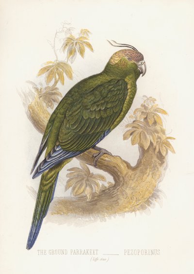 Temarkparakit, Pejoparinus (svart litho) av English School