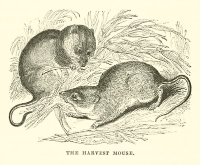 The Harvest Mouse (gravyr) av English School