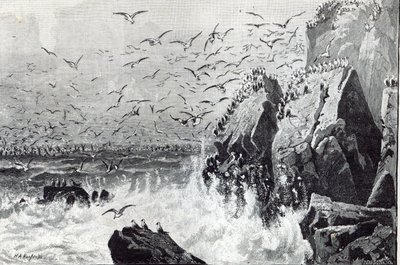 The Haunt of the Gulls, från 