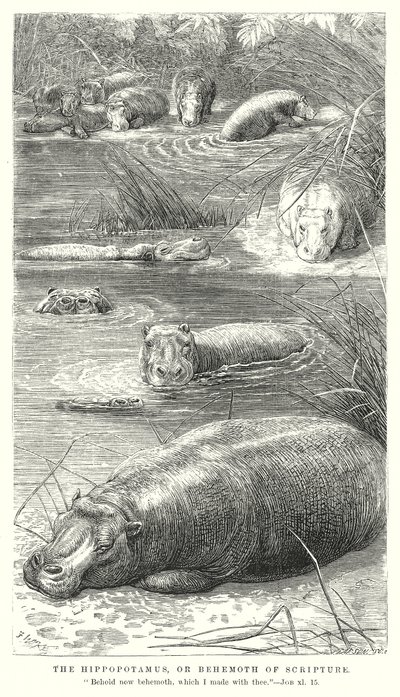 Hippopotamus eller Behemoth i skriften (gravyr) av English School