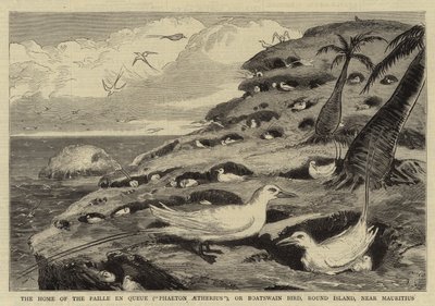 Das Zuhause des Paille en Queue ("Phaeton Aetherius"), oder Bootsmannvogel, Round Island, nahe Mauritius von English School