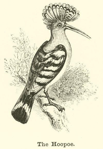 The Hoopoe av English School