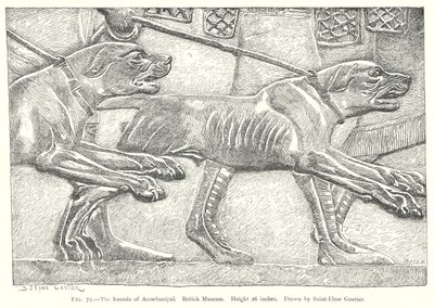 Assurbanipals hundar. British Museum (gravyr) av English School