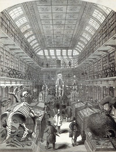 The Hunterian Museum, vid Royal College of Surgeons, från 