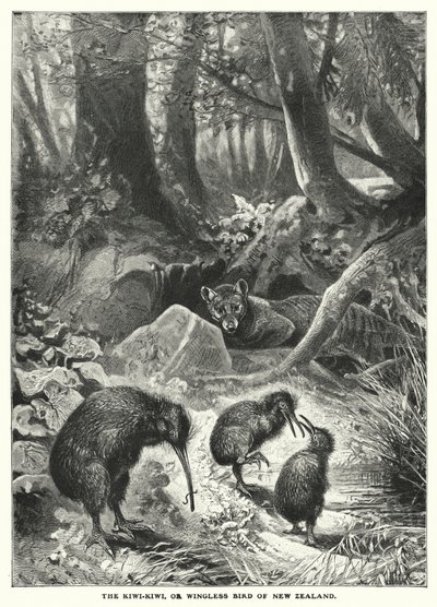Kiwi-Kiwi, eller vinglös fågel från Nya Zeeland (gravyr) av English School