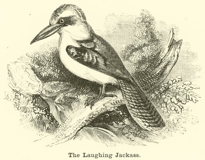 The Laughing Jackass av English School