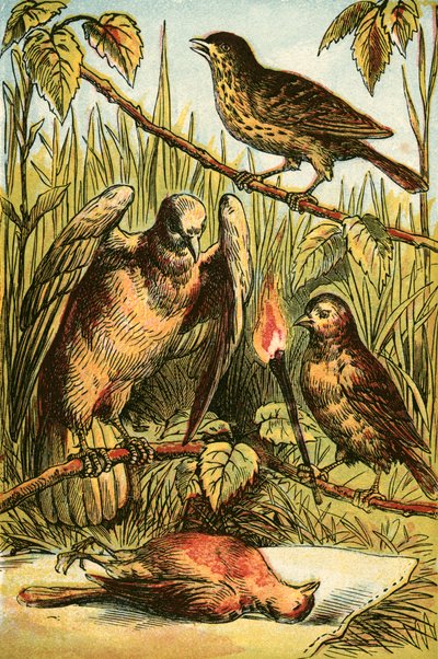 Der Hänfling, die Taube und das Rotkehlchen von English School