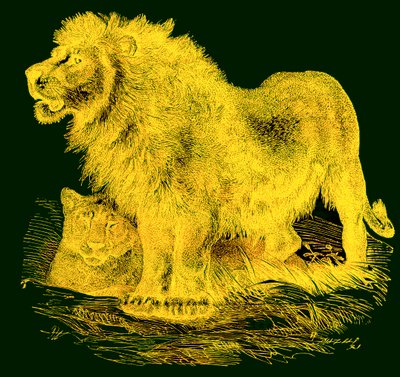 The Lion, illustration från J. G. Woods Illustrated Natural History, publicerad ca 1850 (digitalt förbättrad bild) av English School