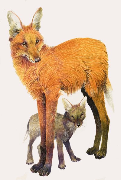 Maned Wolf, som finns i Sydamerika av English School
