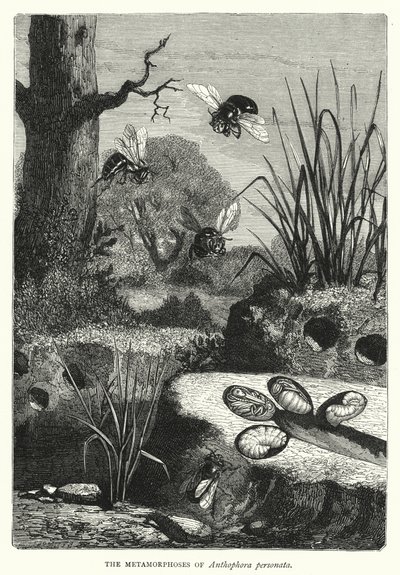 Metamorfoserna av Anthophora personata (gravyr) av English School