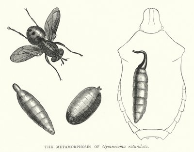 Metamorfoserna av Gymnosoma rotundata (gravyr) av English School