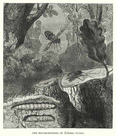 Metamorfoser av Tabanus bovinus (gravyr) av English School
