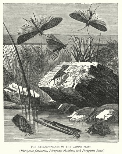 Metamorfoserna hos nattsländorna Phryganea flavicornis, Phryganea rhombica och Phryganea fusca (gravyr) av English School