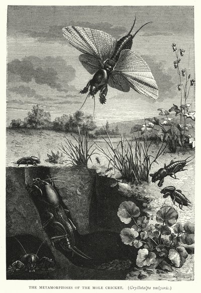 Mullvadssyrsans, Gryllotalpa vulgaris, metamorfoser (gravyr) av English School