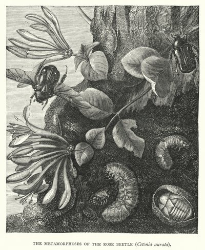 Metamorfoserna hos rosenbaggen Cetonia aurata (gravyr) av English School