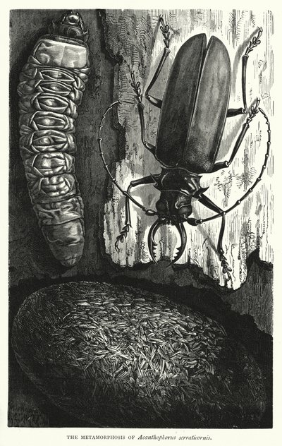 Metamorfos av Acanthophorus serraticornis (gravyr) av English School