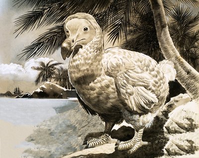 Mysteriefågeln från Mauritius (The Dodo) av English School