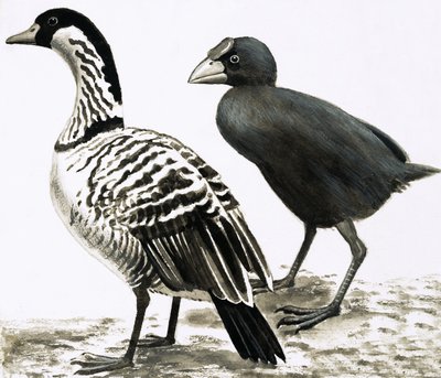 Ne-Ne eller Hawaiian Goose och Takahe-fågeln av English School