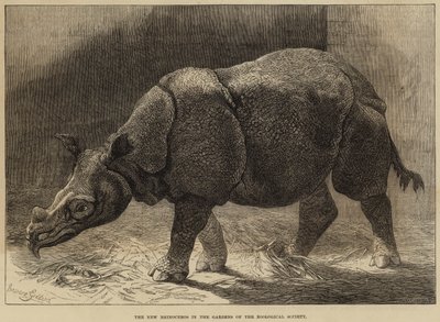 Den nya noshörningen i Zoologiska sällskapets trädgård (gravyr) av English School