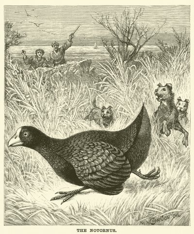 Der Notornis (Gravur) von English School