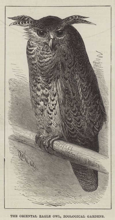 Orientalisk örnuggla, zoologiska trädgårdar (gravyr) av English School