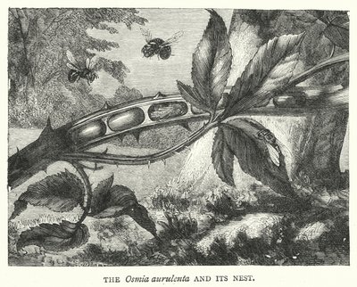 Osmia aurulenta och dess bo (gravyr) av English School