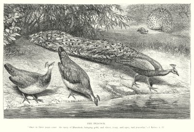 Påfågeln (gravyr) av English School