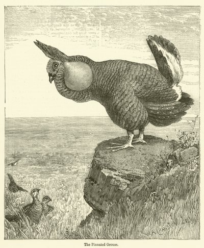The Pinnat Grouse (gravyr) av English School