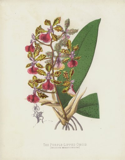 Onciden med lila läppar, Oncidium Haematochilum av English School