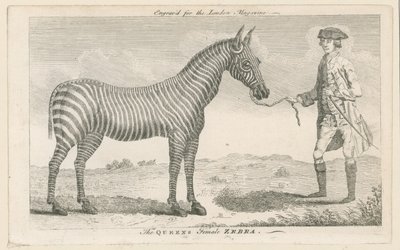 Drottningens kvinnliga zebra av English School