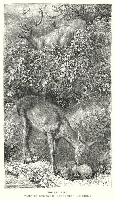 Den röda hjorten (gravyr) av English School