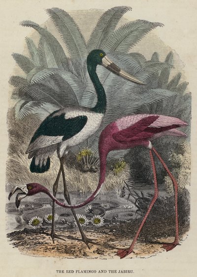 Den röda flamingon och Jabiru (färgad gravyr) av English School