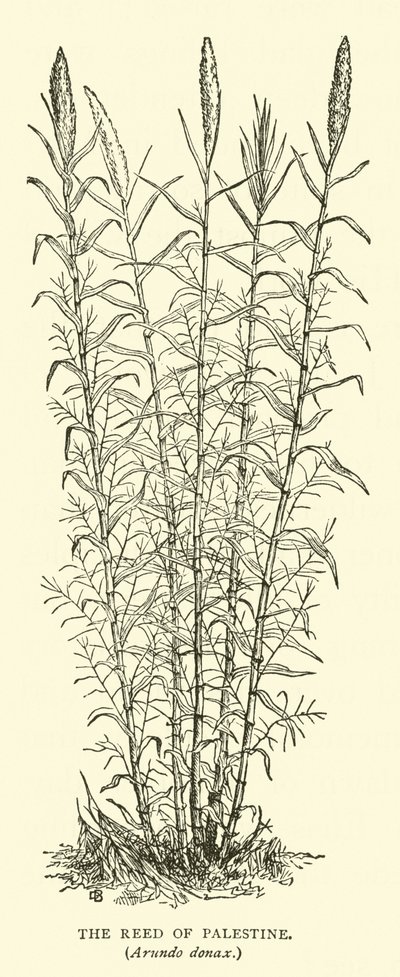 The Reed of Palestine, Arundo donax av English School