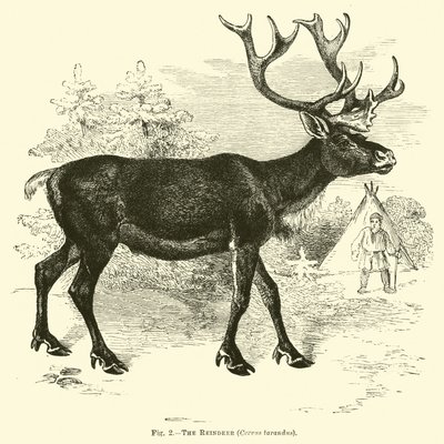 Renen, Cervus tarandus av English School