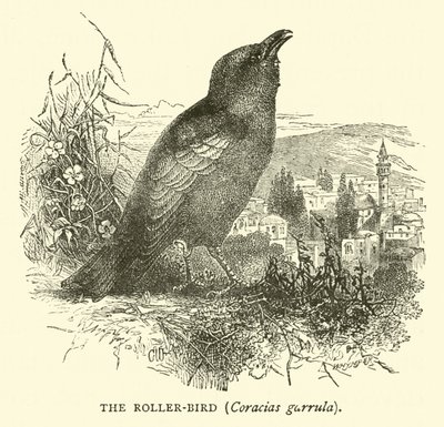 Rullfågeln, Coracias garrula av English School