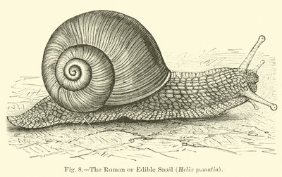 Den romerska eller ätbara snigeln (Helix pomatia) av English School