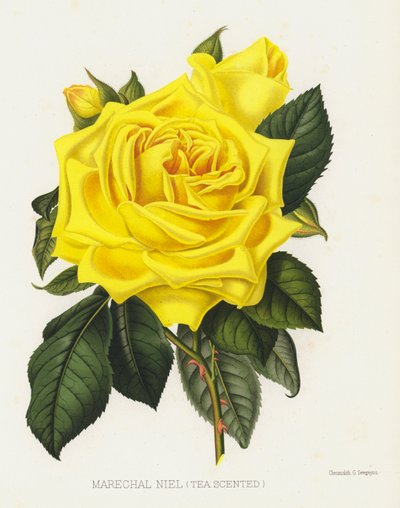 The Rose Garden: Marechal Niel, Tea Scented av English School